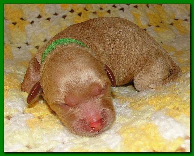 Jolie Ripley puppies 1 day old 032