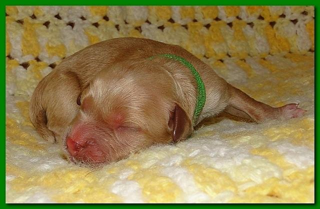 Jolie Ripley puppies 1 day old 033