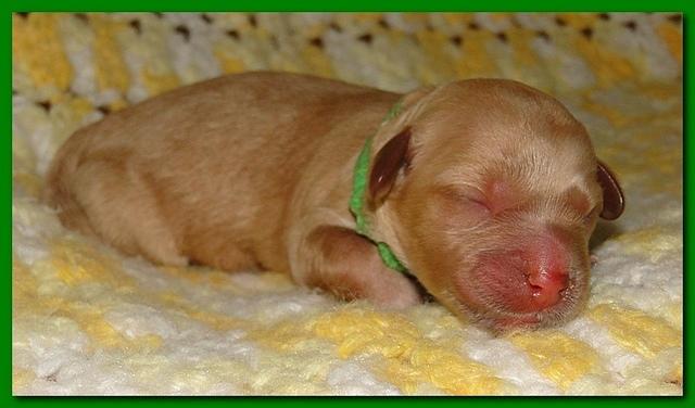 Jolie Ripley puppies 1 day old 3 006