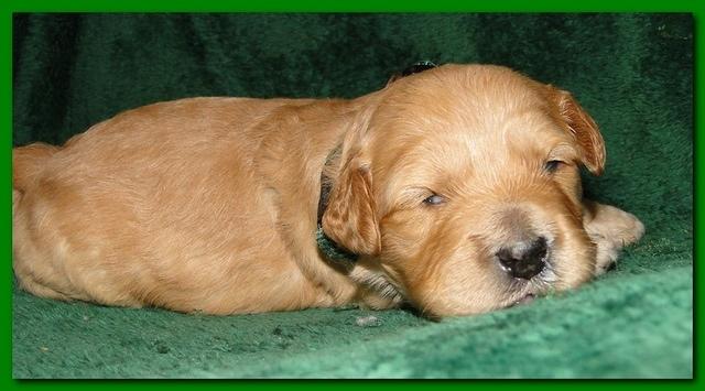 Jolie Ripley puppies 2 weeks old 036