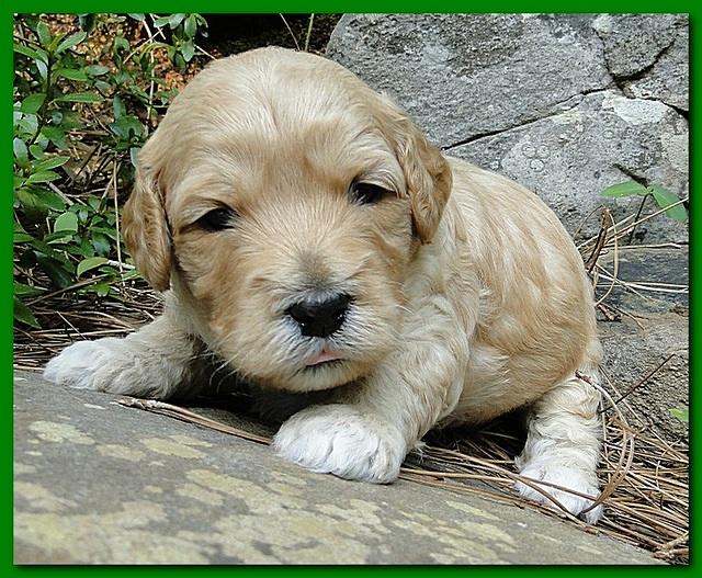 Jolie Ripley puppies 3 weeks old 035