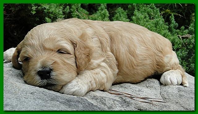 Jolie Ripley puppies 3 weeks old 041
