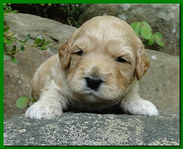 Jolie Ripley puppies 3 weeks old 046