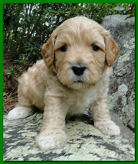 Jolie Ripley puppies 4 weeks old 021