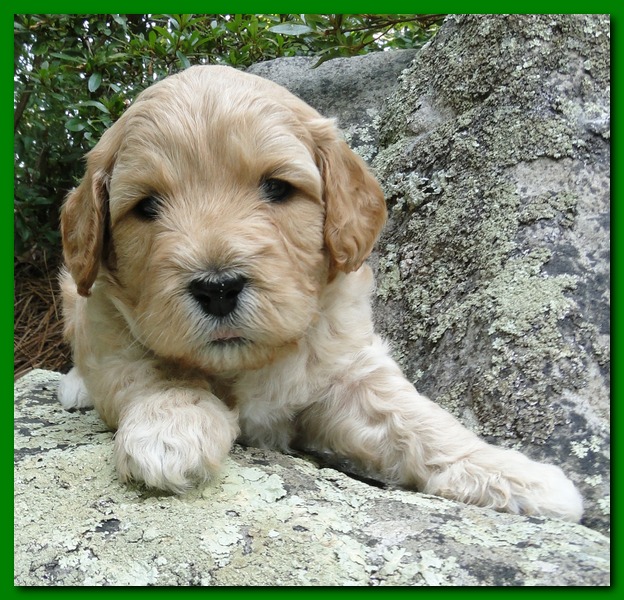 Jolie Ripley puppies 4 weeks old 023