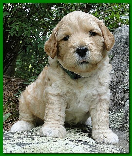 Jolie Ripley puppies 4 weeks old 029