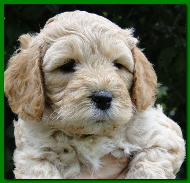 Jolie Ripley puppies 5.5 weeks faces 034