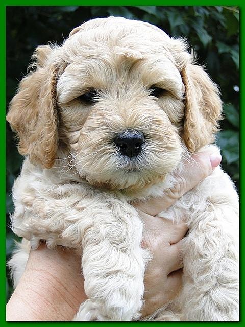 Jolie Ripley puppies 5.5 weeks faces 037