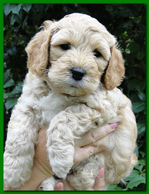 Jolie Ripley puppies 5.5 weeks faces 041