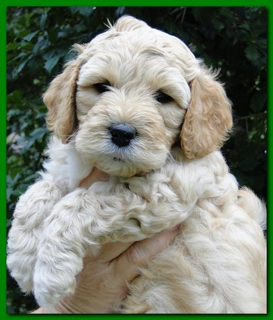 Jolie Ripley puppies 5.5 weeks faces 042