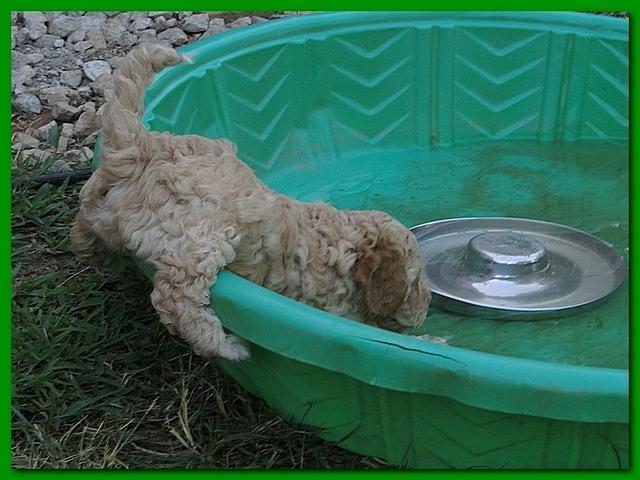 Jolie Ripley puppies 7 weeks old 005