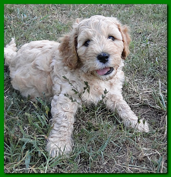 Jolie Ripley puppies 7 weeks old 012