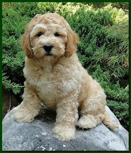 Jolie Ripley puppies 9 weeks old green 010