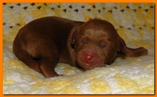 Jolie Ripley puppies 1 day old 035
