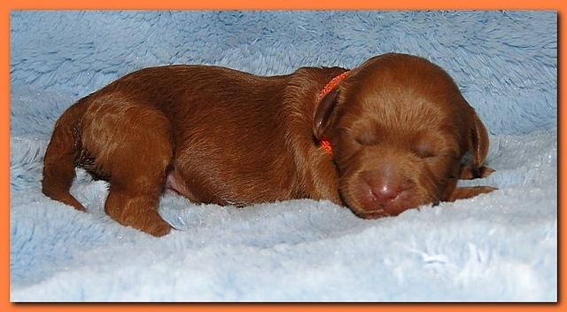 Jolie Ripley puppies 1 week old 018