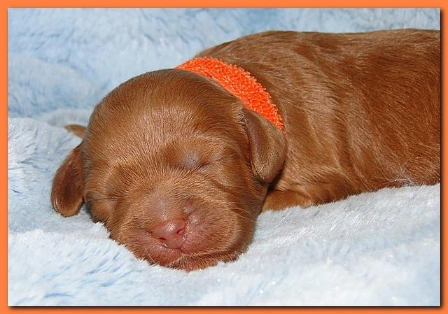 Jolie Ripley puppies 1 week old 023