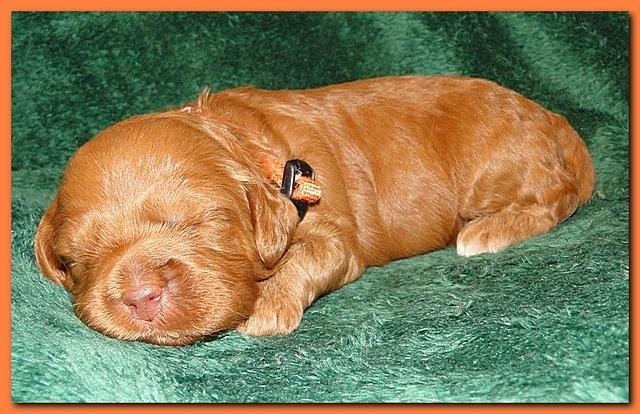 Jolie Ripley puppies 2 weeks old 049