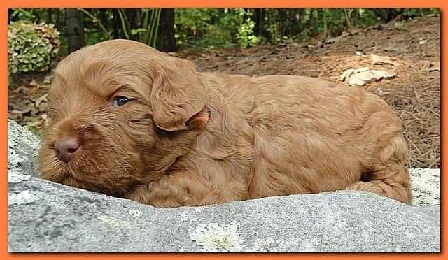 Jolie Ripley puppies 3 weeks old 051