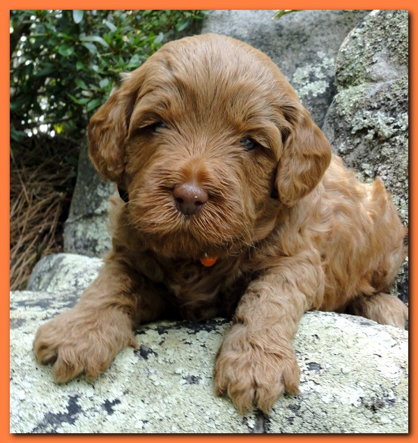 Jolie Ripley puppies 4 weeks old 031