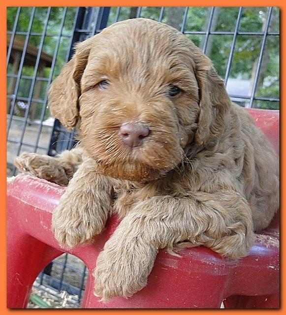 Jolie Ripley puppies 4-5 weeks old 056