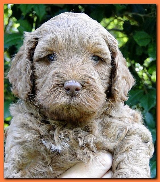 Jolie Ripley puppies 5.5 weeks faces 020