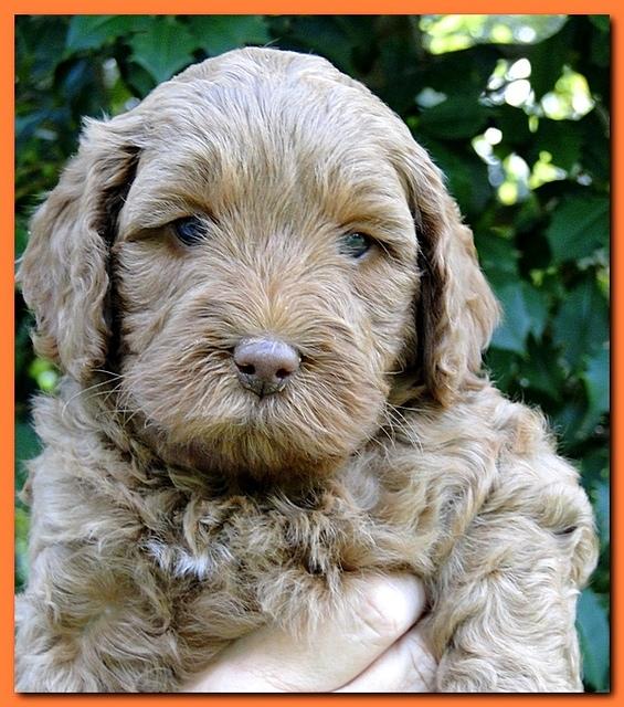 Jolie Ripley puppies 5.5 weeks faces 021