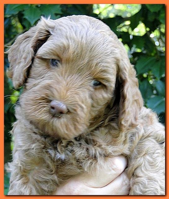 Jolie Ripley puppies 5.5 weeks faces 022