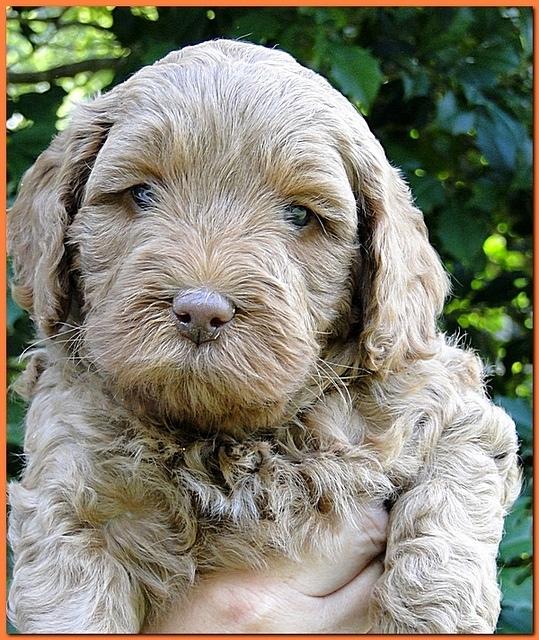 Jolie Ripley puppies 5.5 weeks faces 024