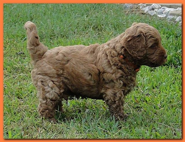 Jolie Ripley puppies 6 weeks old 3 015