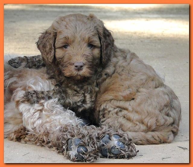 Jolie Ripley puppies 6 weeks old 3 026