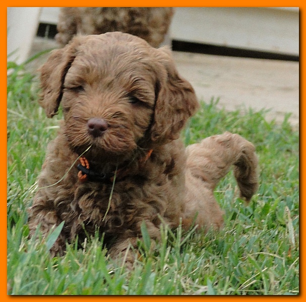 Jolie Ripley puppies 6 weeks old play 004
