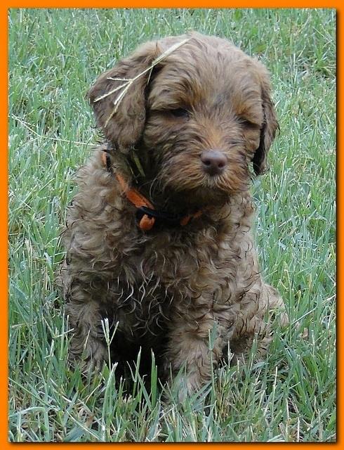 Jolie Ripley puppies 6 weeks old play 025