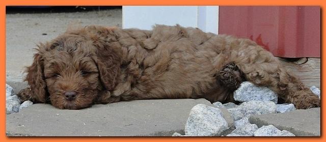 Jolie Ripley puppies 7 weeks old 059