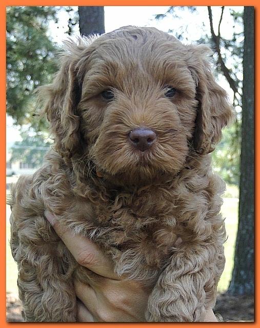 Jolie Ripley puppies 7 weeks old heads 024