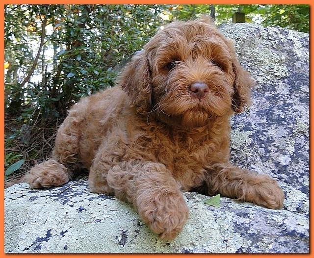 Jolie Ripley puppies 8 weeks old Orange 006