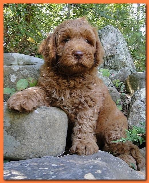 Jolie Ripley puppies 8 weeks old Orange 017