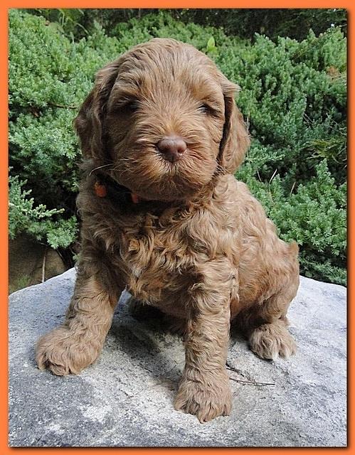 Jolile Rilpley puppies 5 weeks old 2 010
