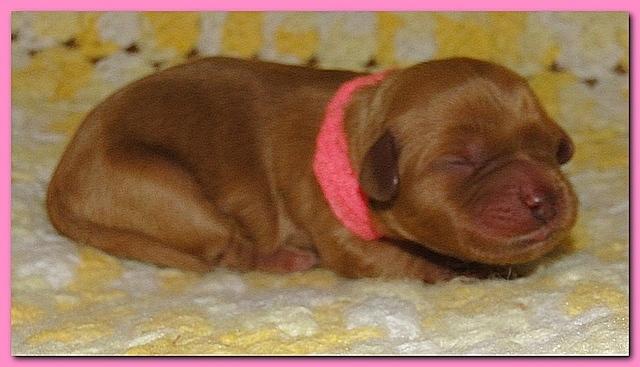 Jolie Ripley puppies 1 day old 006