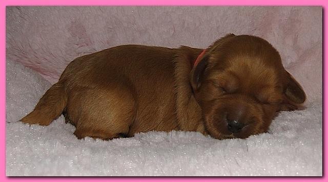 Jolie Ripley puppies 1 week old 2 008