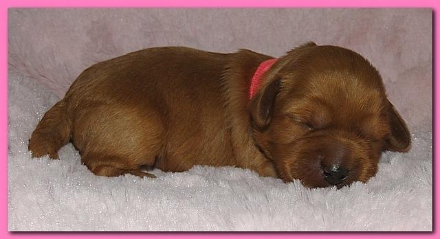 Jolie Ripley puppies 1 week old 2 010