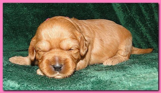 Jolie Ripley puppies 2 weeks old 001