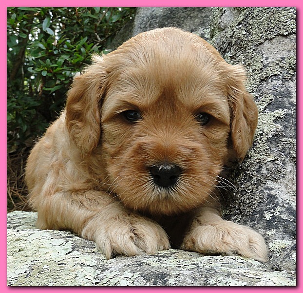 Jolie Ripley puppies 4 weeks old 003