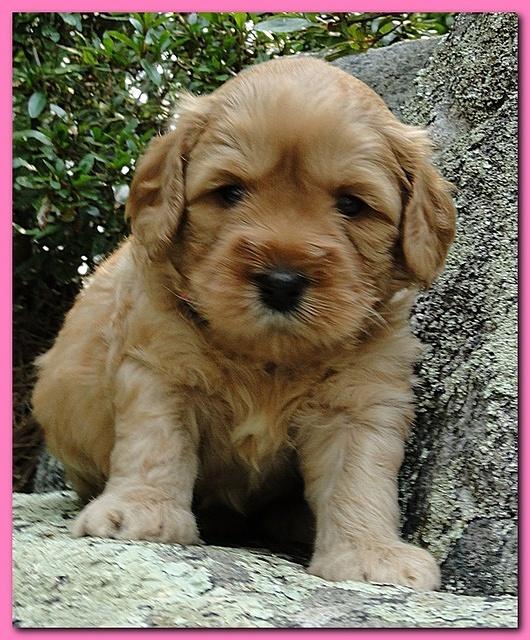 Jolie Ripley puppies 4 weeks old 048