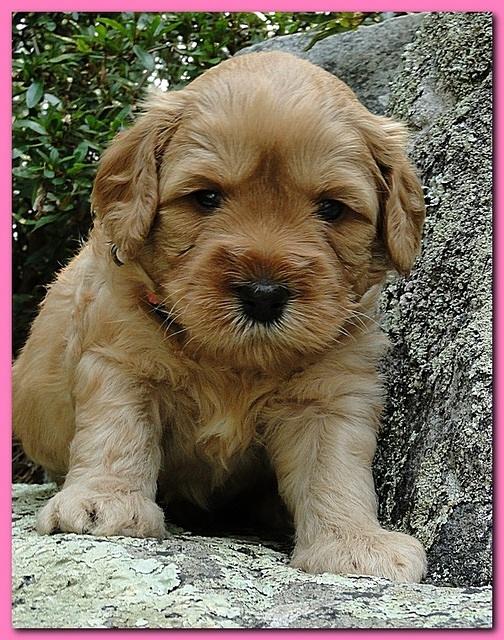 Jolie Ripley puppies 4 weeks old 049