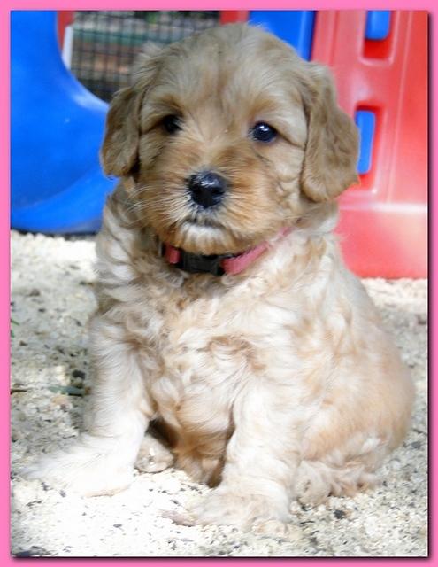 Jolie Ripley puppies 4-5 weeks old 041