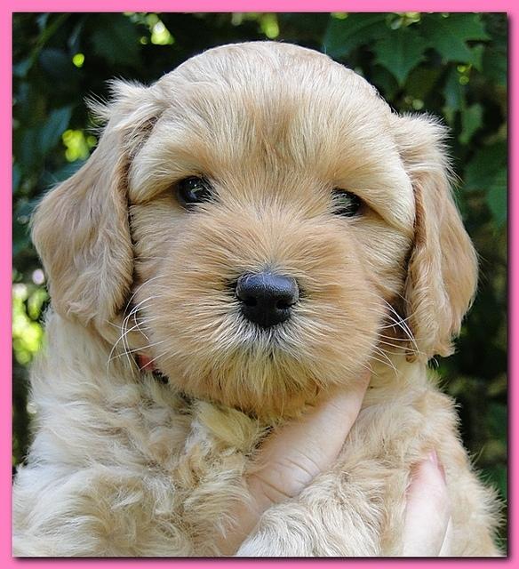 Jolie Ripley puppies 5.5 weeks faces 001