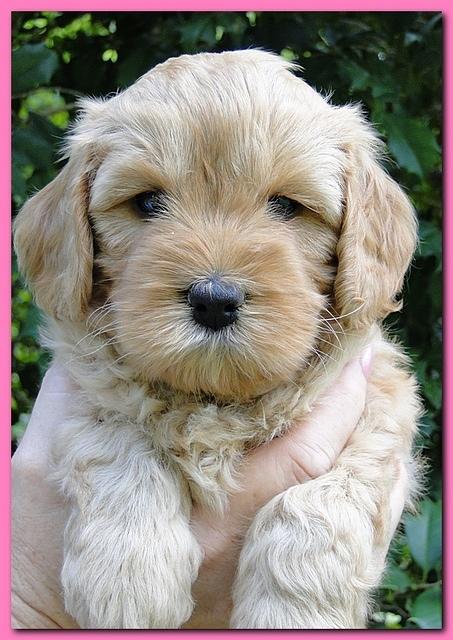 Jolie Ripley puppies 5.5 weeks faces 005