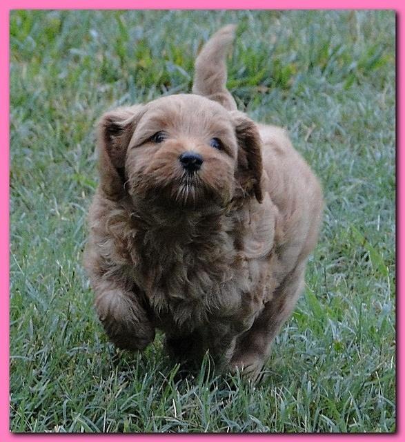 Jolie Ripley puppies 6 weeks old 3 001