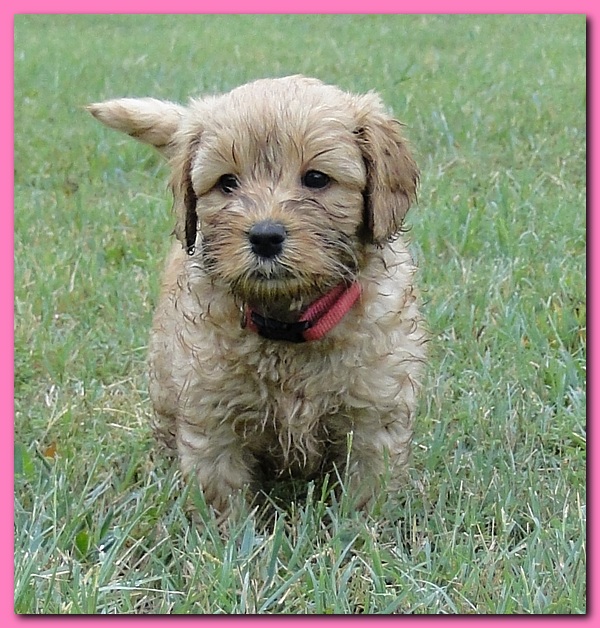 Jolie Ripley puppies 6 weeks old play 021