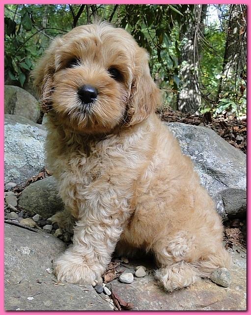 Jolie Ripley puppies 8 weeks old pink 008